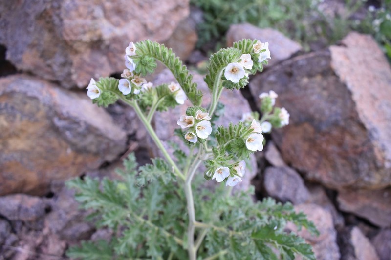 Costa Baja Phacelia photo 2