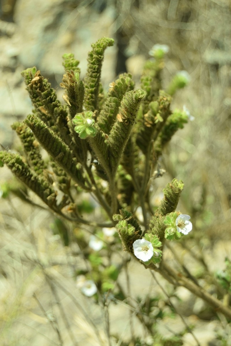 Costa Baja Phacelia photo 3