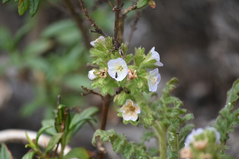 Costa Baja Phacelia photo 4