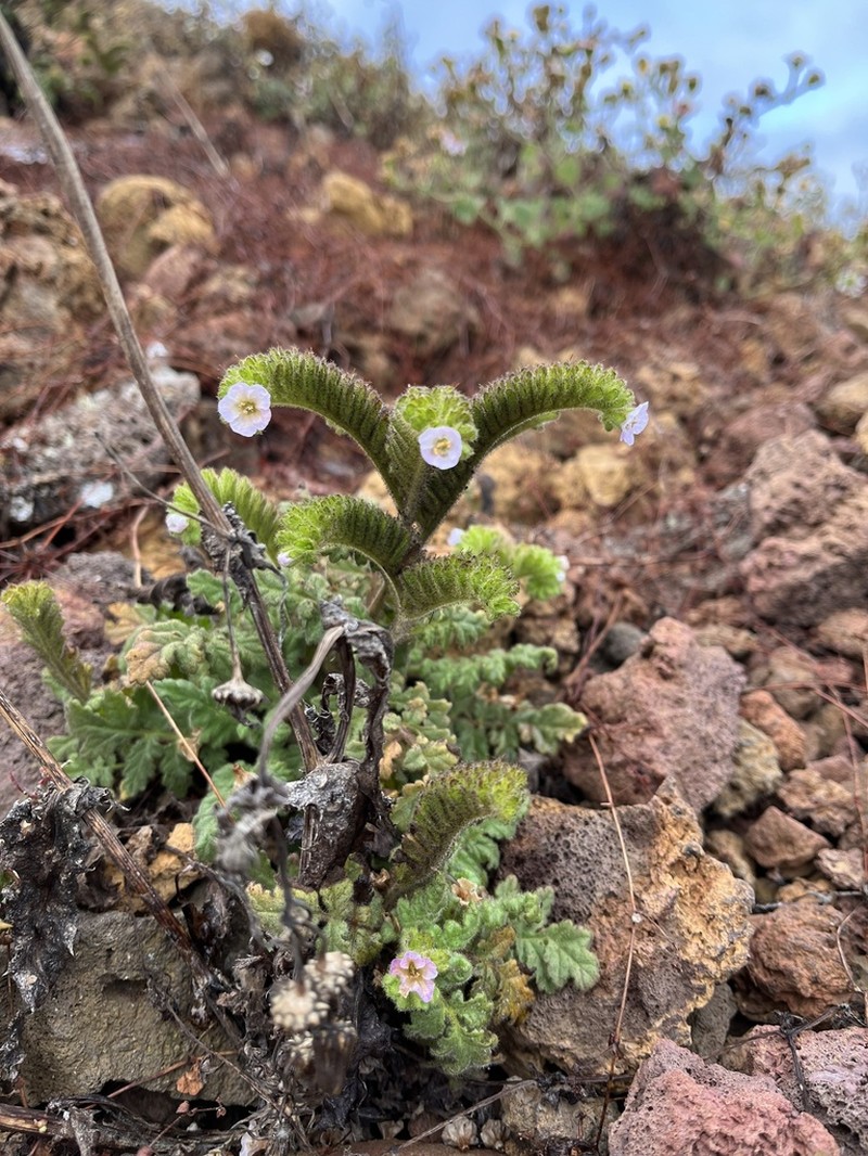 Costa Baja Phacelia photo 5
