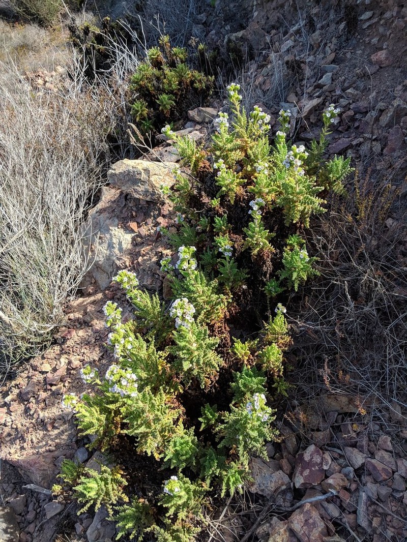 Costa Baja Phacelia photo 6