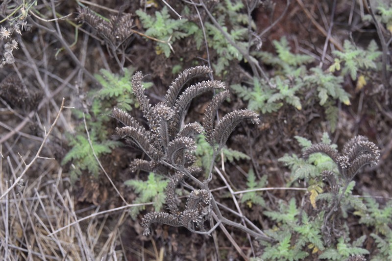 Costa Baja Phacelia photo 7