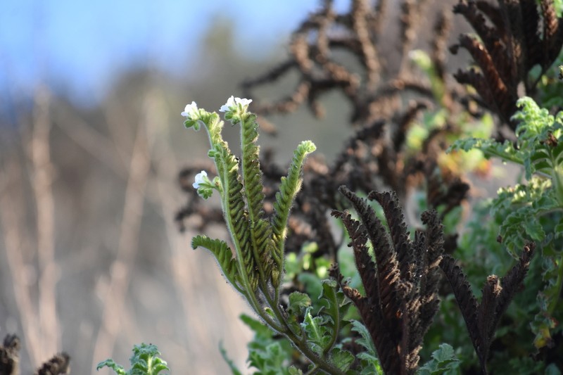Costa Baja Phacelia photo 8