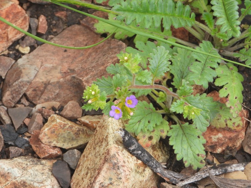 Phacelia keckii
