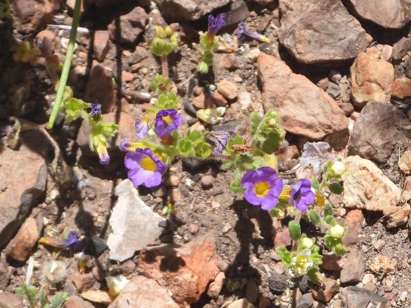 Phacelia keckii photo 3