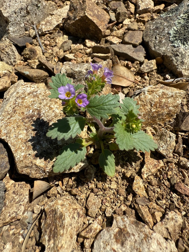 Phacelia keckii photo 4