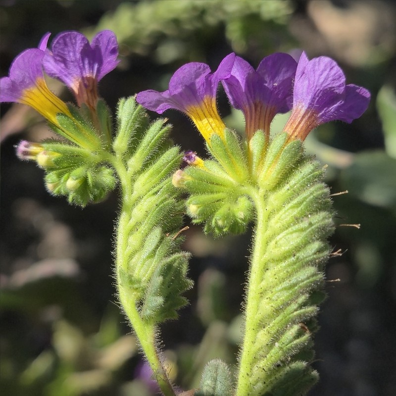 Phacelia keckii photo 5