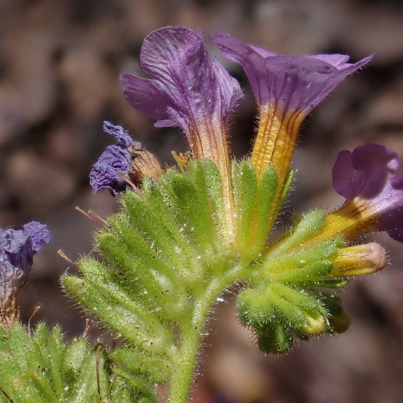 Phacelia keckii photo 6
