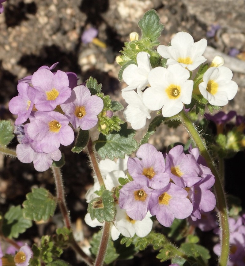 Phacelia keckii photo 7