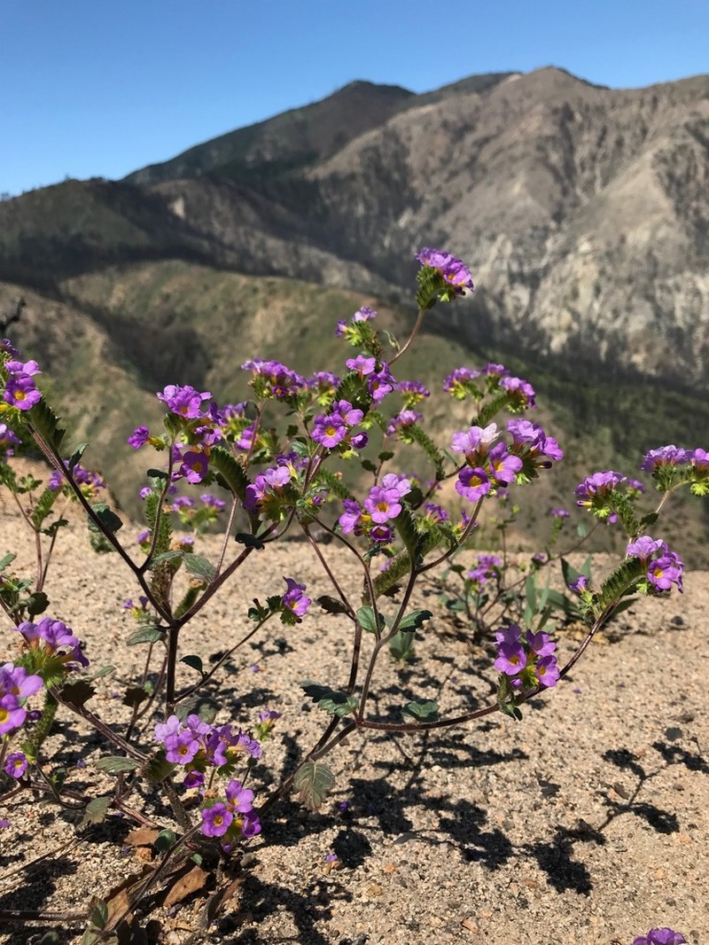 Phacelia keckii photo 8