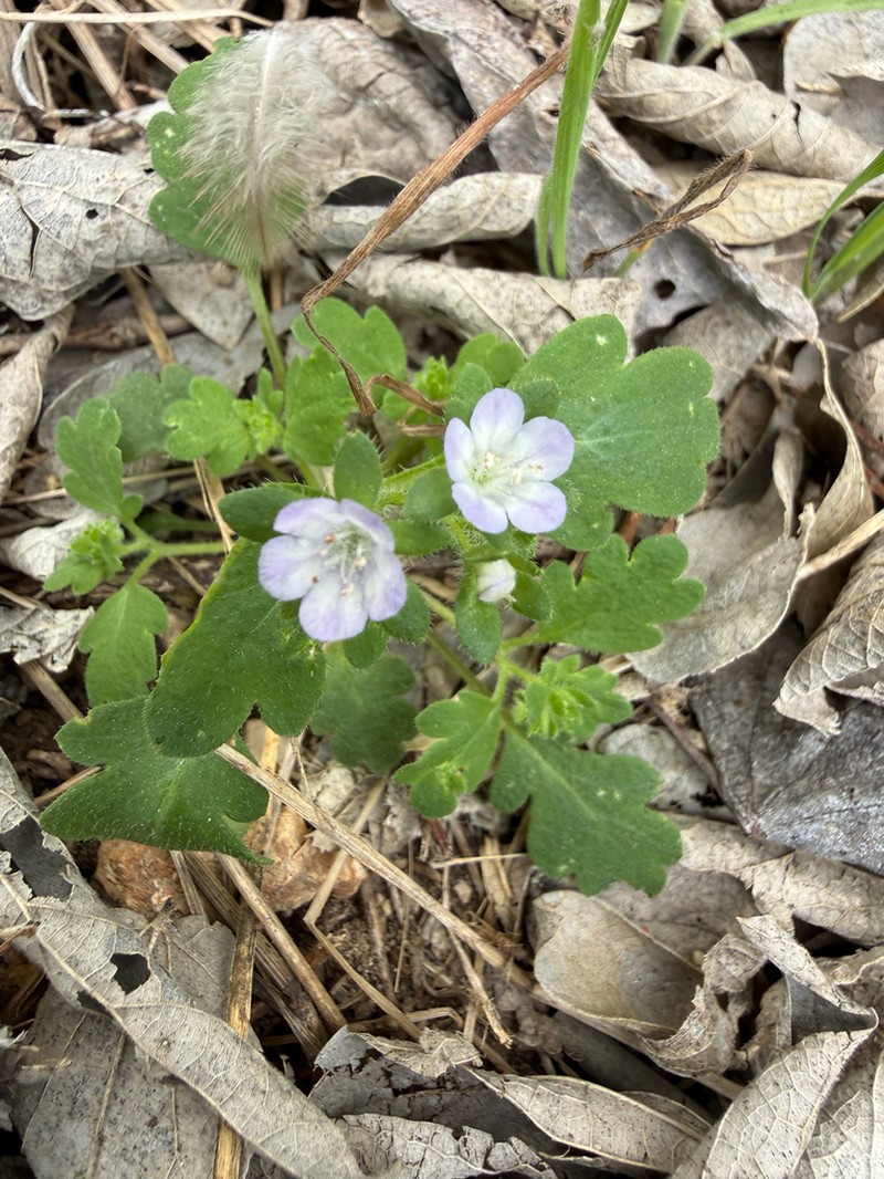 Coastal Phacelia