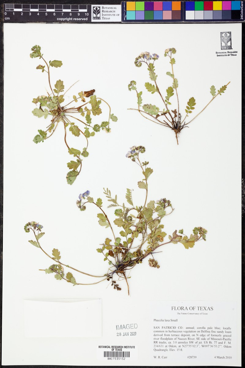 Coastal Phacelia photo 3