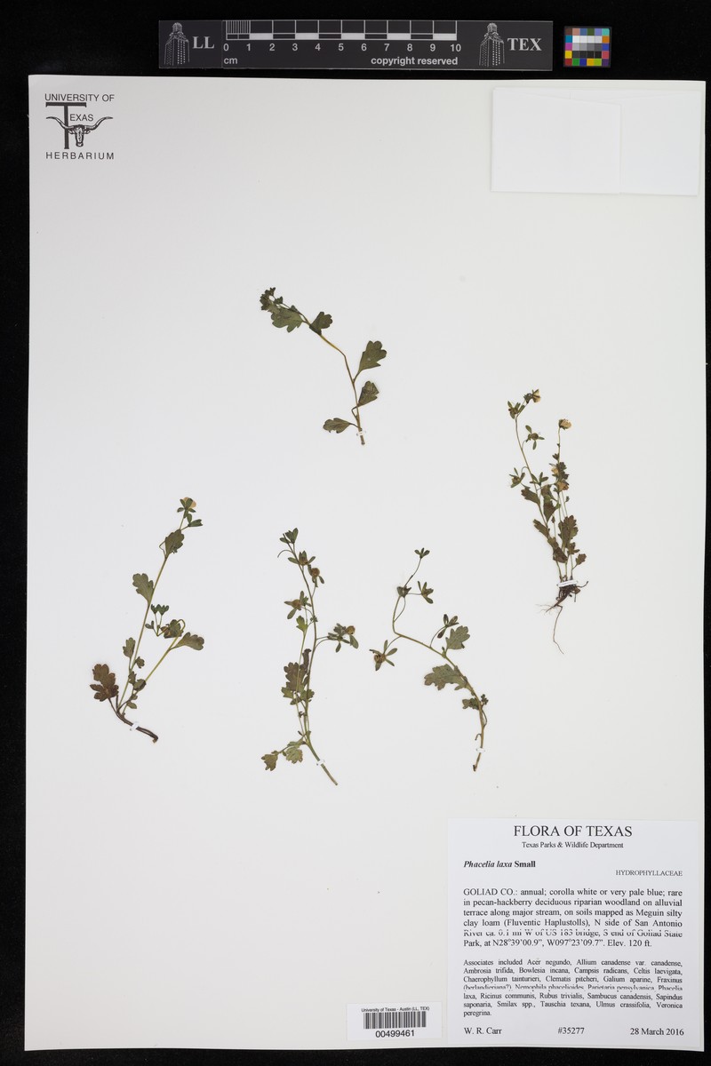 Coastal Phacelia photo 2