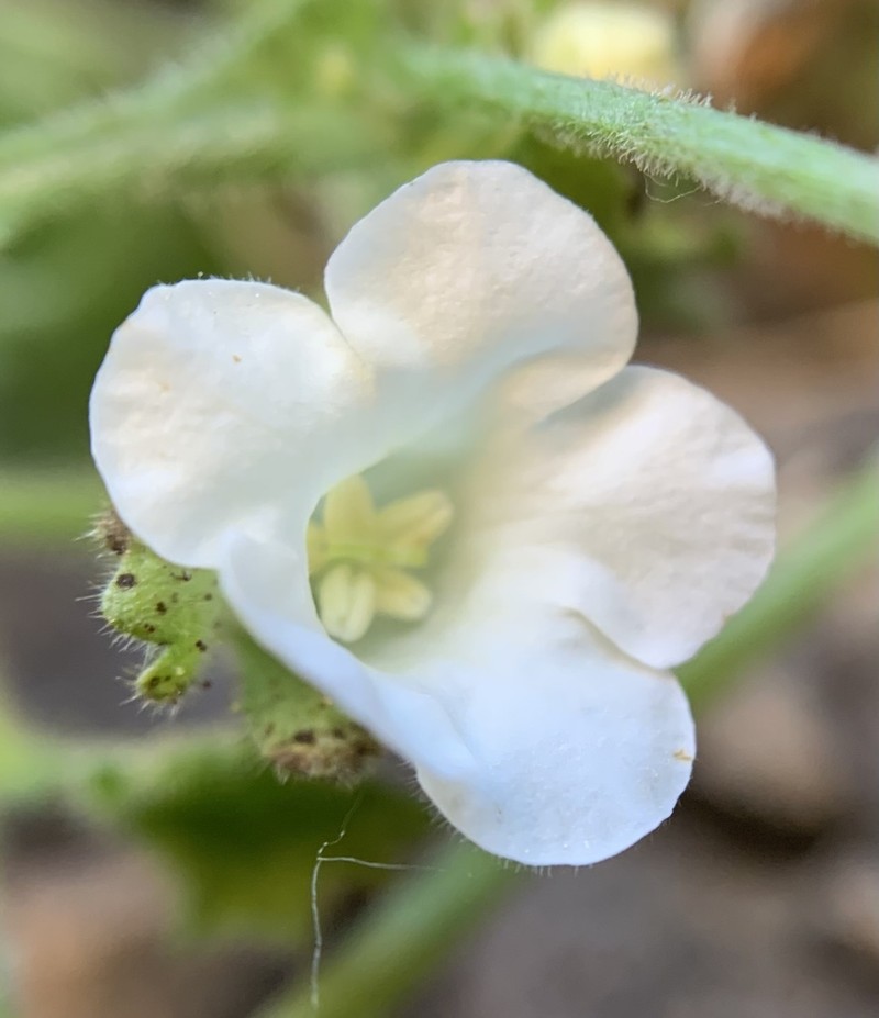 Dozing Phacelia photo 2