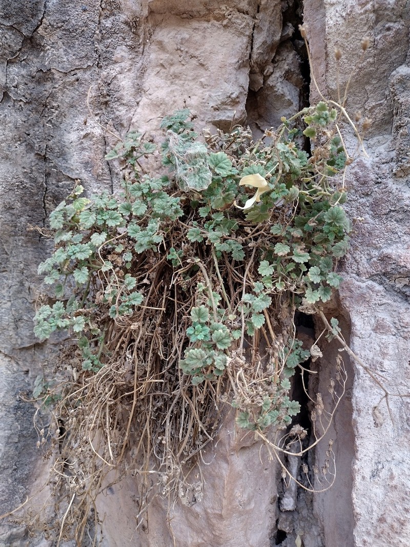 Dozing Phacelia photo 3