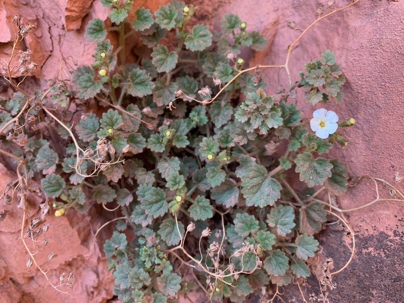 Dozing Phacelia photo 4