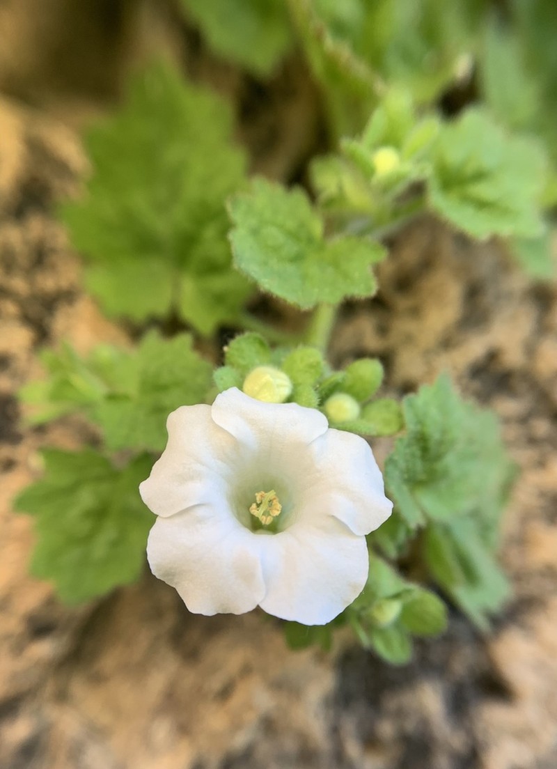Dozing Phacelia photo 5