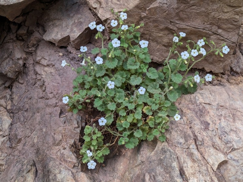 Dozing Phacelia photo 6