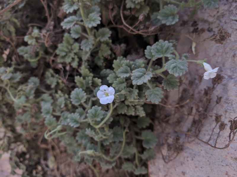 Dozing Phacelia photo 7