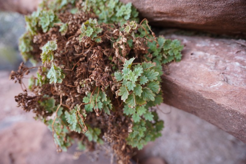 Dozing Phacelia photo 8