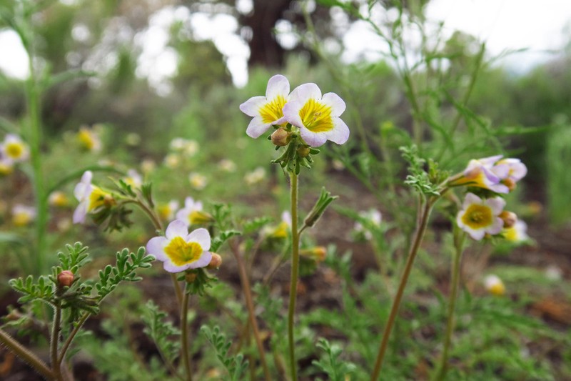 Leiberg's Phacelia