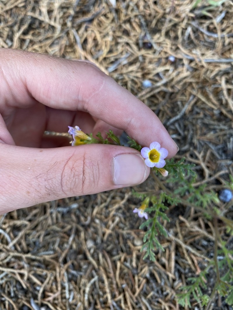 Leiberg's Phacelia photo 2
