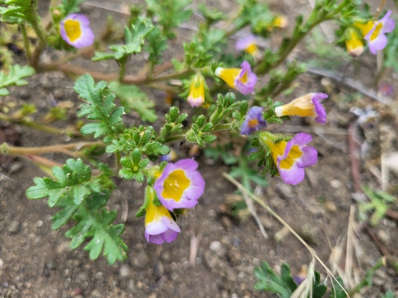 Leiberg's Phacelia photo 3