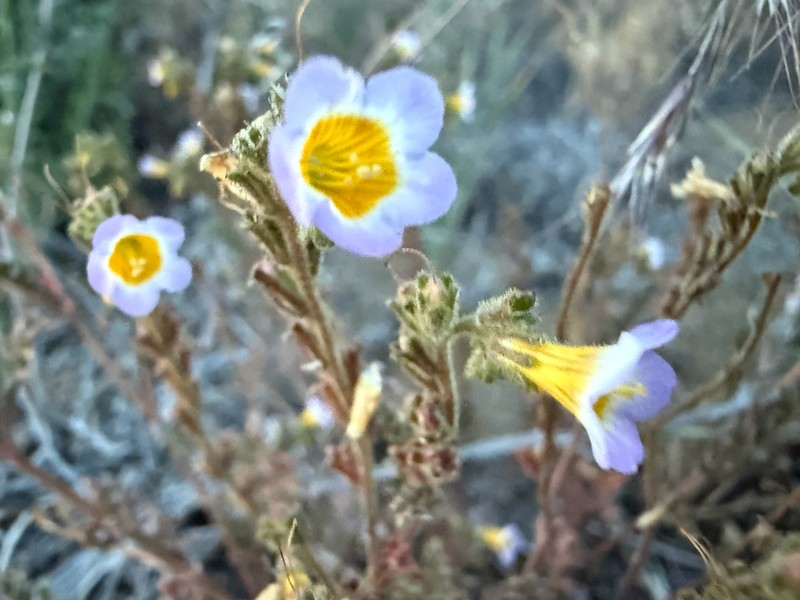 Leiberg's Phacelia photo 4