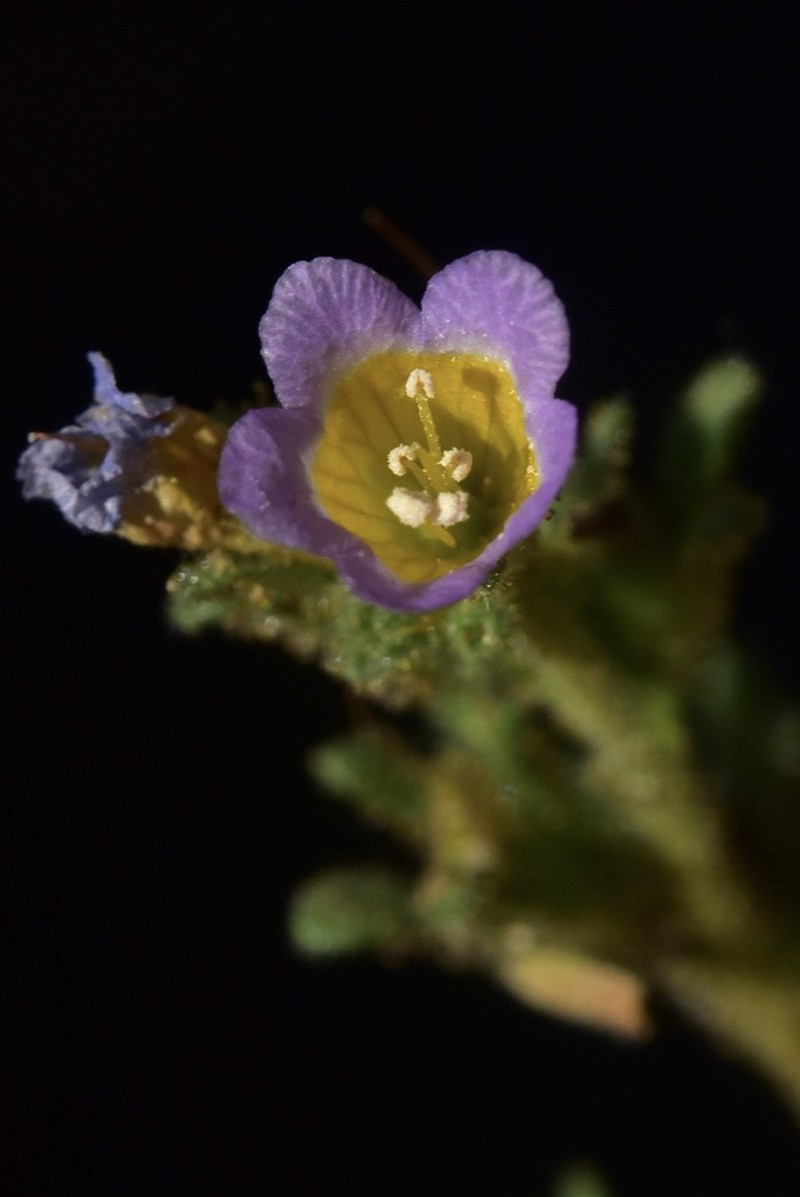 Leiberg's Phacelia photo 5