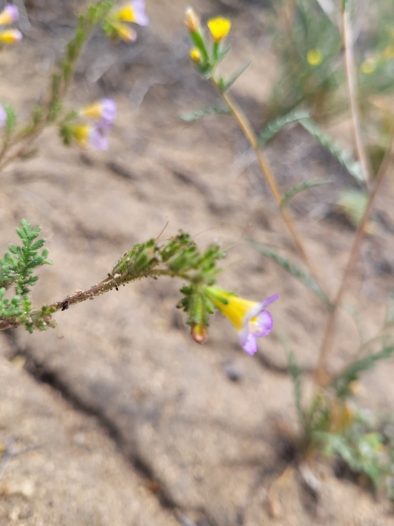 Leiberg's Phacelia photo 6