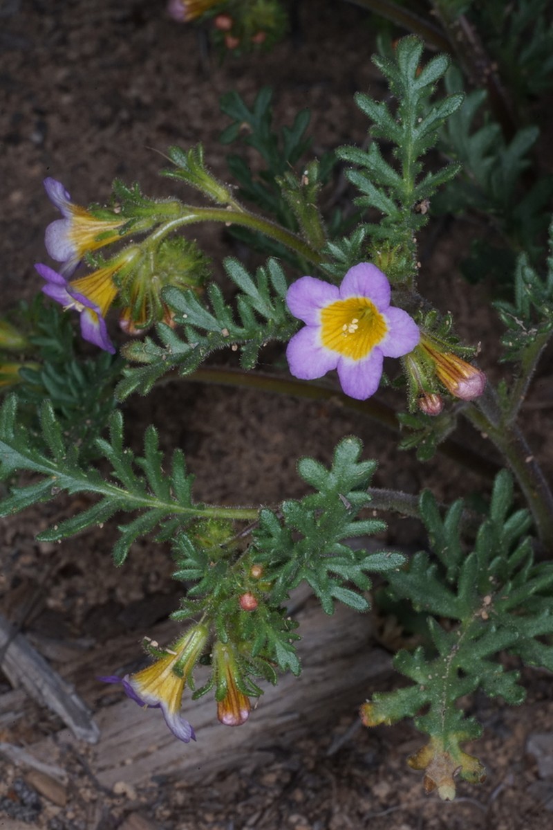 Leiberg's Phacelia photo 7