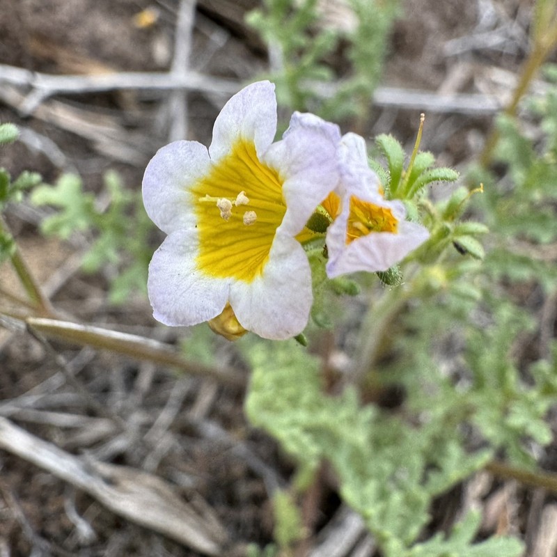 Leiberg's Phacelia photo 8