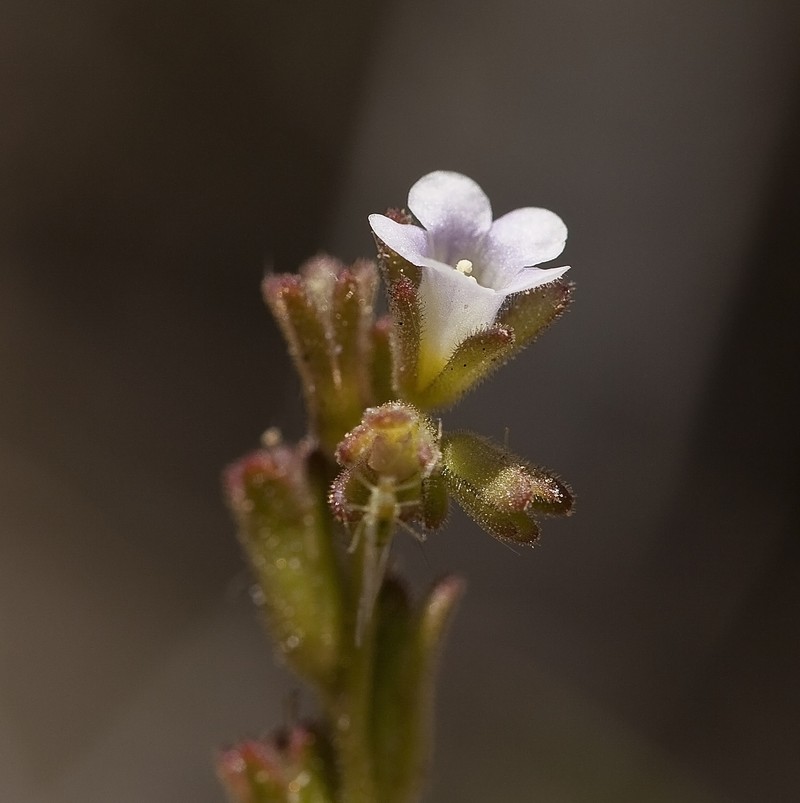 Lemmon's Phacelia