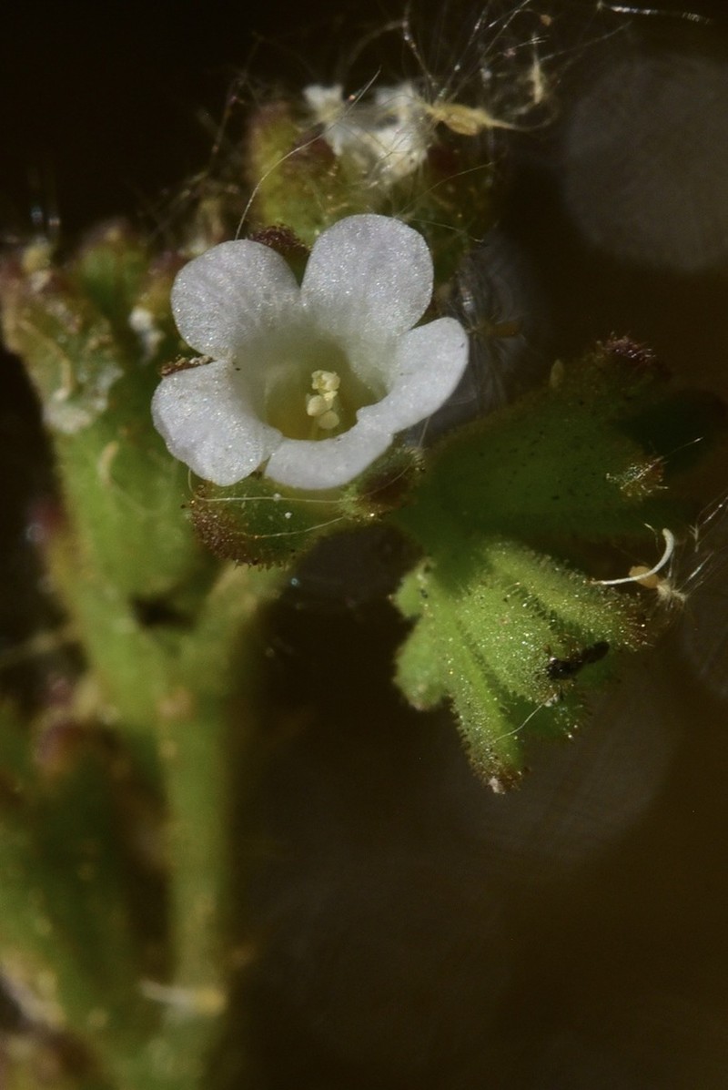 Lemmon's Phacelia photo 2