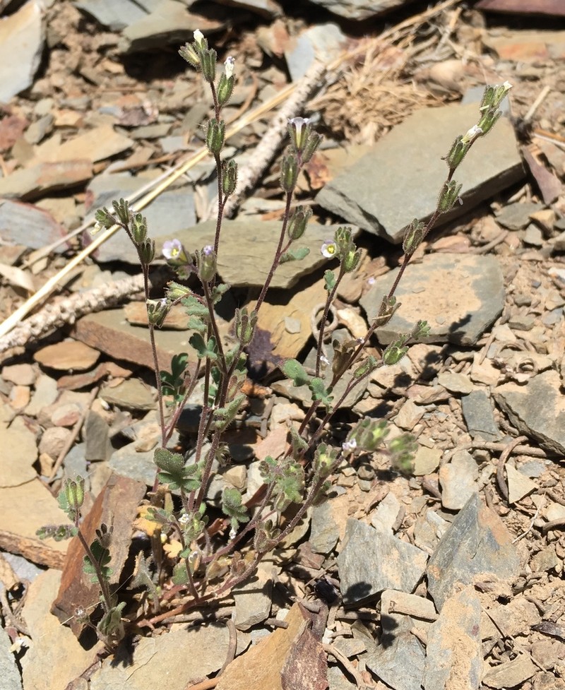 Lemmon's Phacelia photo 3