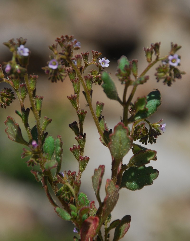 Lemmon's Phacelia photo 4
