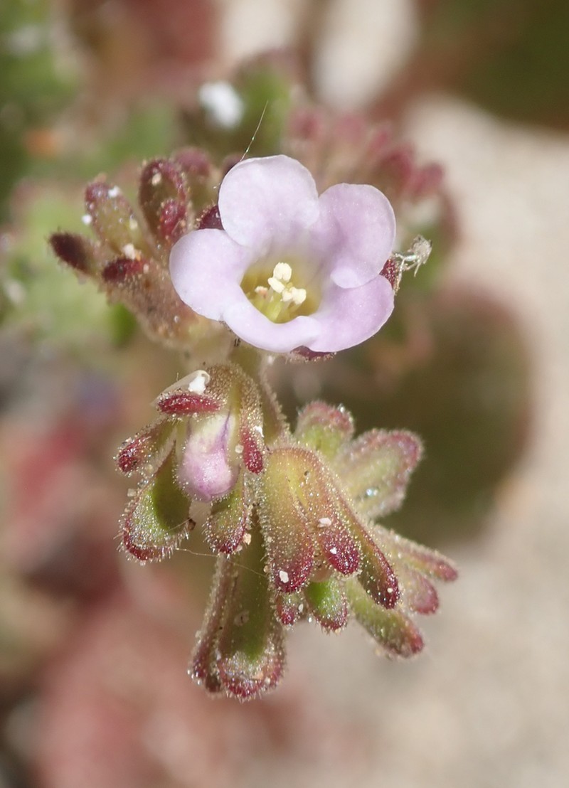 Lemmon's Phacelia photo 5