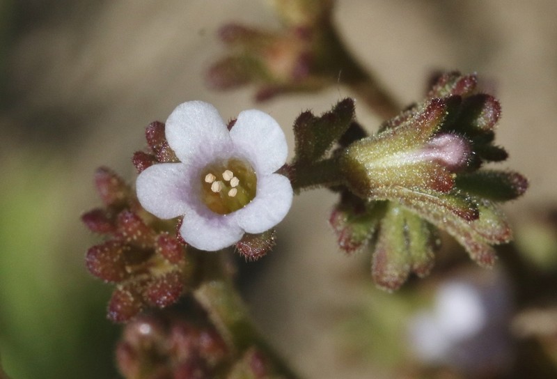 Lemmon's Phacelia photo 6