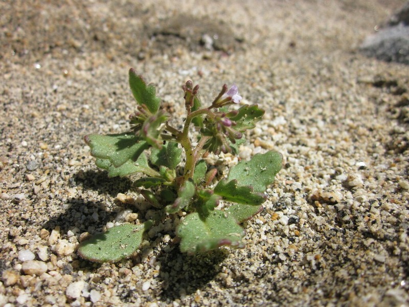 Lemmon's Phacelia photo 7