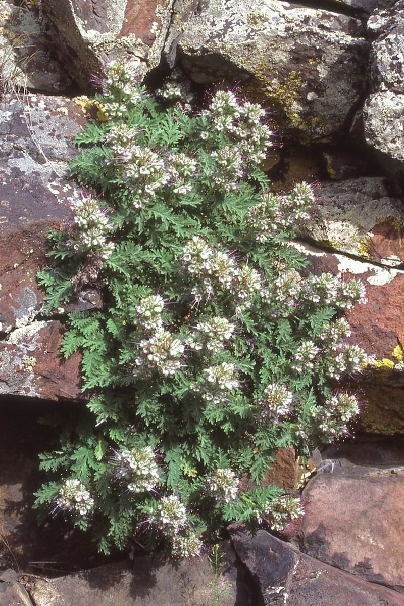 Sticky Phacelia