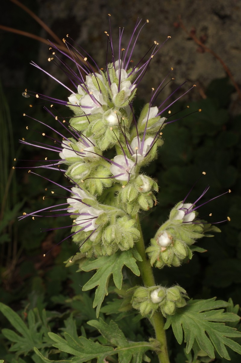 Sticky Phacelia photo 2