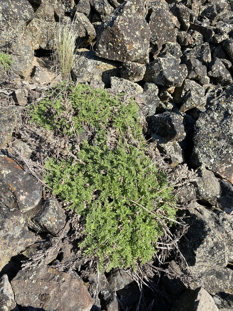 Sticky Phacelia photo 3