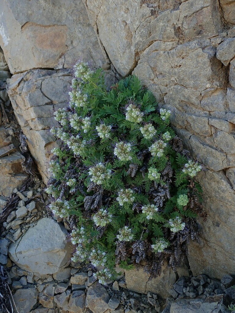 Sticky Phacelia photo 4