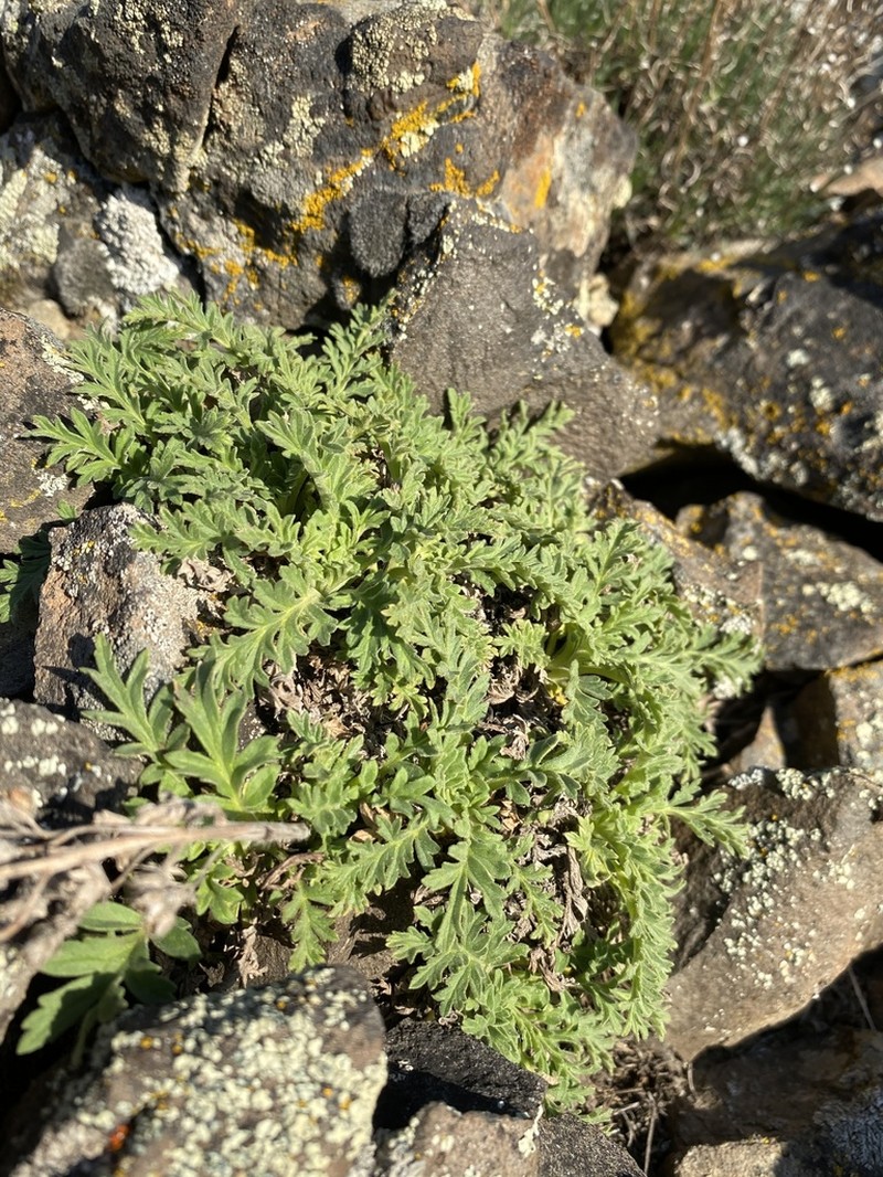 Sticky Phacelia photo 5