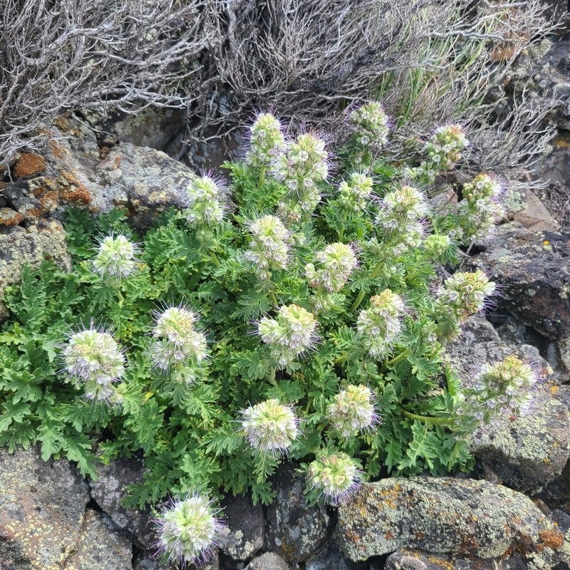Sticky Phacelia photo 6