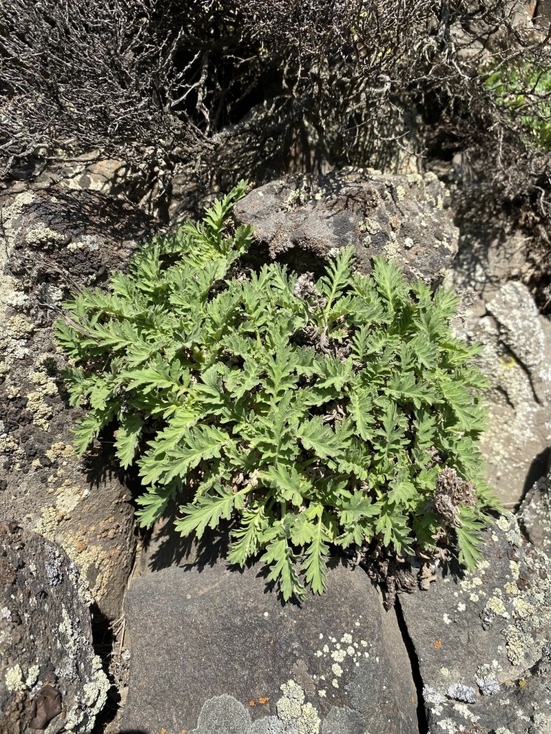 Sticky Phacelia photo 7