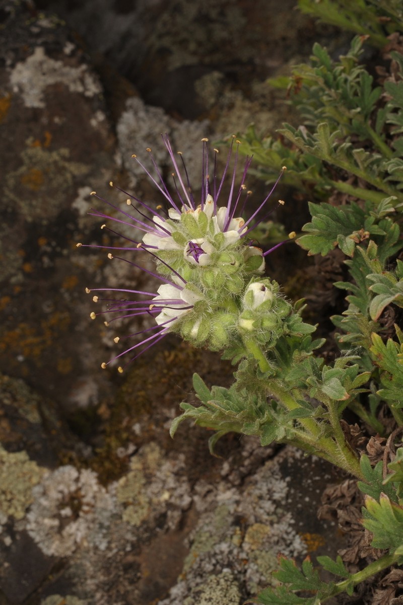 Sticky Phacelia photo 8