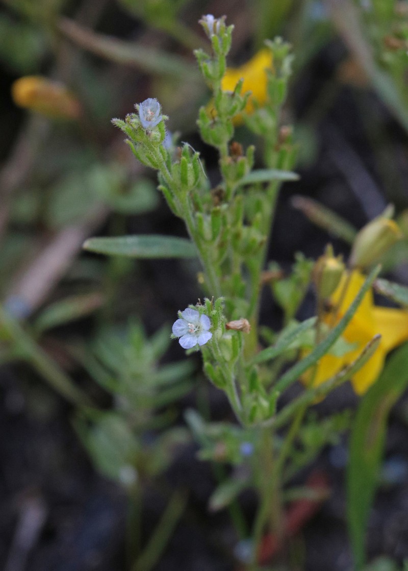 Siskiyou Phacelia