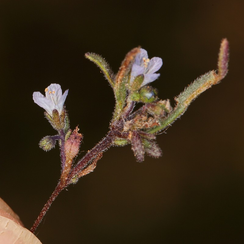 Siskiyou Phacelia photo 2