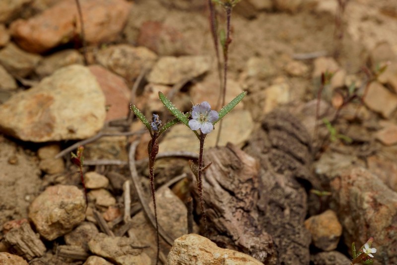 Siskiyou Phacelia photo 3